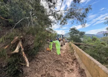 Varios árboles cayeron sobre la carretera/ABC
