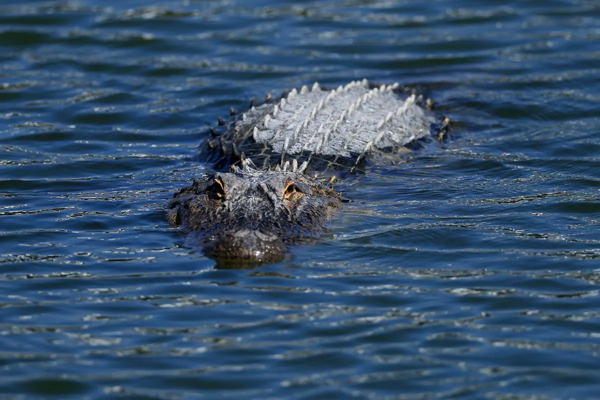 India evalúa usar reptiles para frenar la migración ilegal