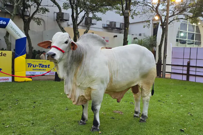 Asocebu lidera salto genético con bovinos récord