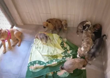 Los cachorros fueron derivados a Zoonosis /Pofoma
