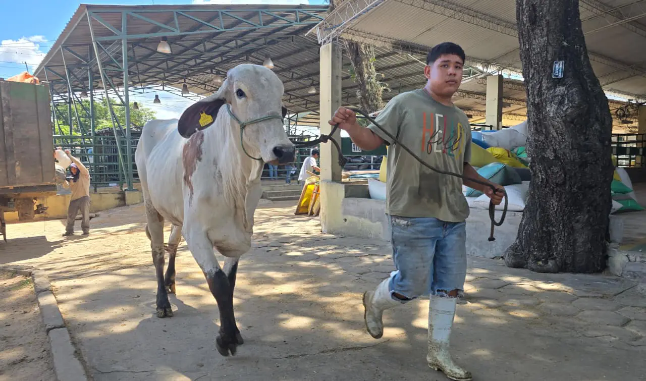 Agropecruz 2026 inicia actividades con 420 bovinos cebuinos