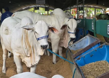 Ejemplares bovinos cebuinos en el predio ferial. Foto: Agropecruz