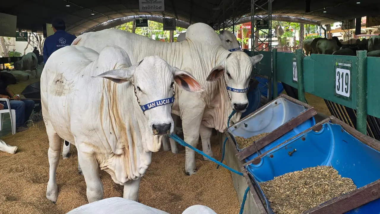 En segundo día de admisión, Agropecruz reúne a 741 bovinos cebuinos