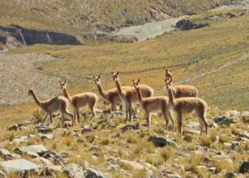 vicuñas