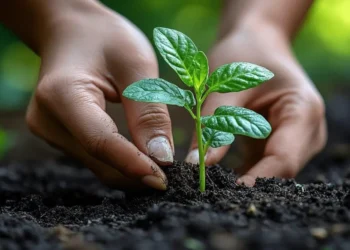 El suelo, base de la vida humana y del 95% de los alimentos que consumimos.
Foto referencial