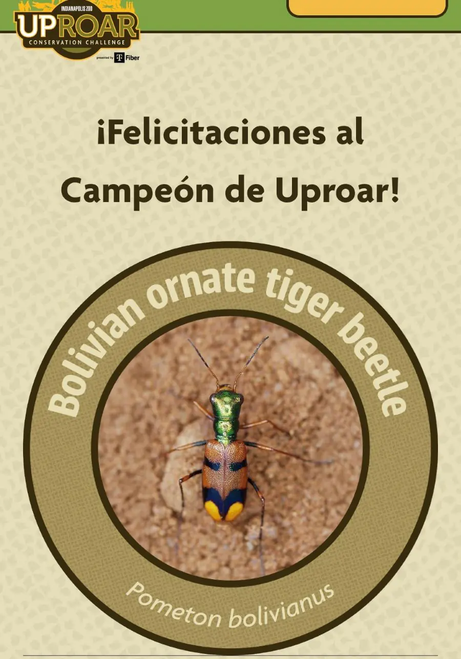 El escarabajo es el ganador en el Desafío de Conservación de Uproar