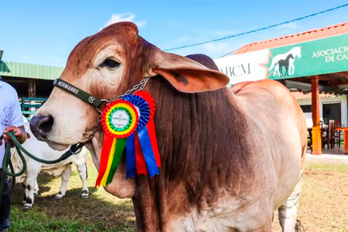 Agropecruz 2026 reúne al campo y la ciudad con 3 ferias desde el miércoles