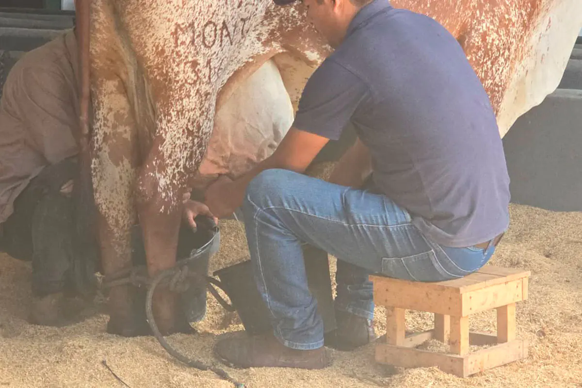 Arranca el Concurso de Producción de Leche de razas en Agropecruz 2026