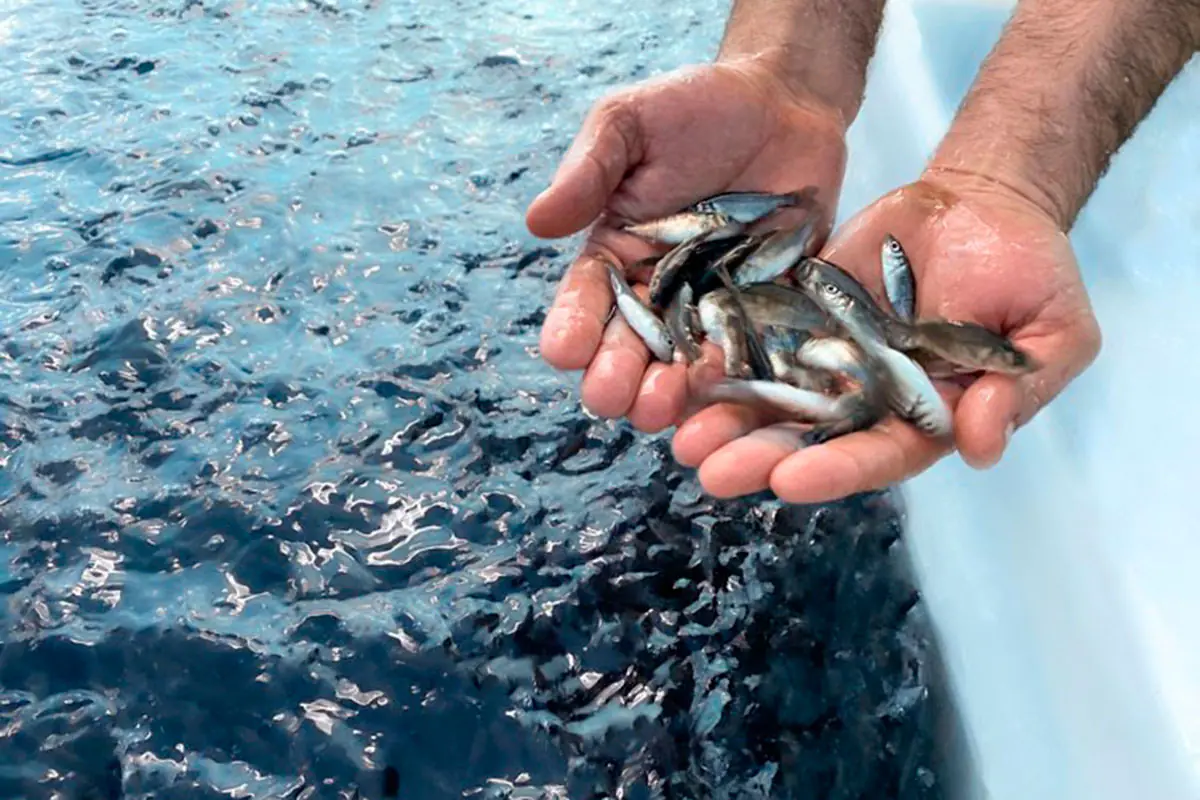 EMAPA anuncia venta de alevines de alta calidad genética