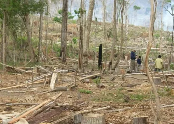Bolivia vuelve a ocupar el segundo lugar en pérdida de bosques primarios. FOTO: Cámara Forestal de Bolivia
