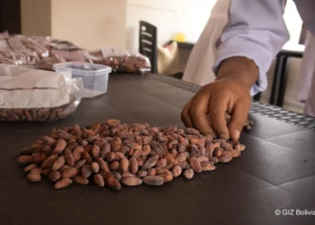 Cacao amazónico que destacó en encuentro nacional.
Foto: MTSCFyG.