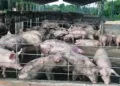 cerdo