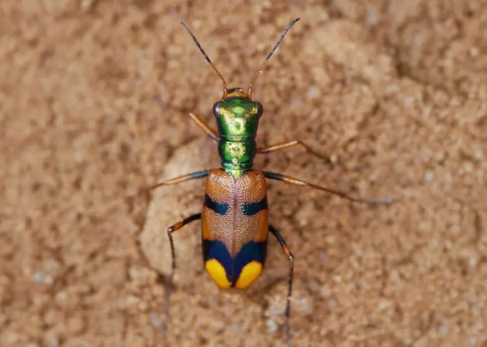 ¡Último día de votación! Apoyemos al escarabajo tigre boliviano