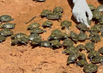 Más de 2.500 tortugas son liberadas para repoblamiento en Manuripi. FOTO: RRSS