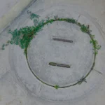 Naturaleza resiste entre el cemento Plantas crecen alrededor de una tapa circular de cemento en un espacio urbano deteriorado.
