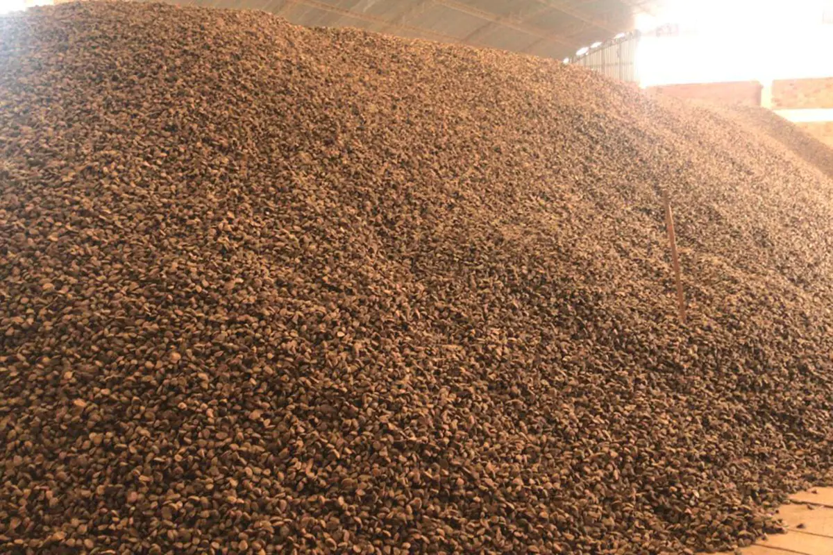 Una producción de castaña en gestiones anteriores. Foto: Cadexnor