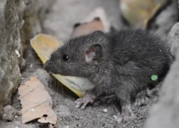 El hantavirus es una enfermedad que se transmite a través de fluidos de roedores. FOTO: RRSS