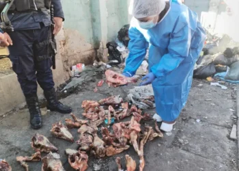 Vecinos de Río Seco hallaron restos óseos presuntamente de canes. FOTO: GAMEA