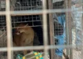 El puma rescatado/Gob. de Santa Cruz