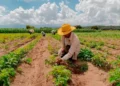 Producción agrícola en los valles cruceños. Foto: Confeagro