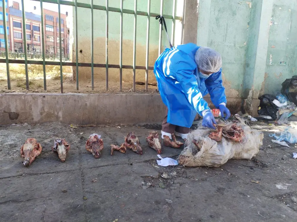 Restos óseos de canes fueron hallados en El Alto. FOTO: GAMEA