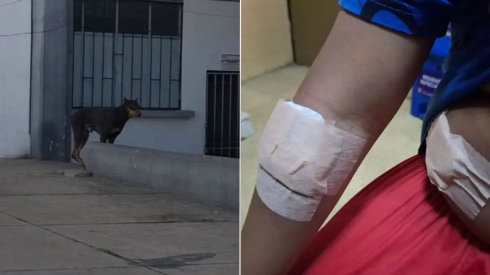 El responsable de Zoonosis del Sedes Chuquisaca, señaló que los animales serían reincidentes en este tipo de hechos. Foto: Correo del Sur.