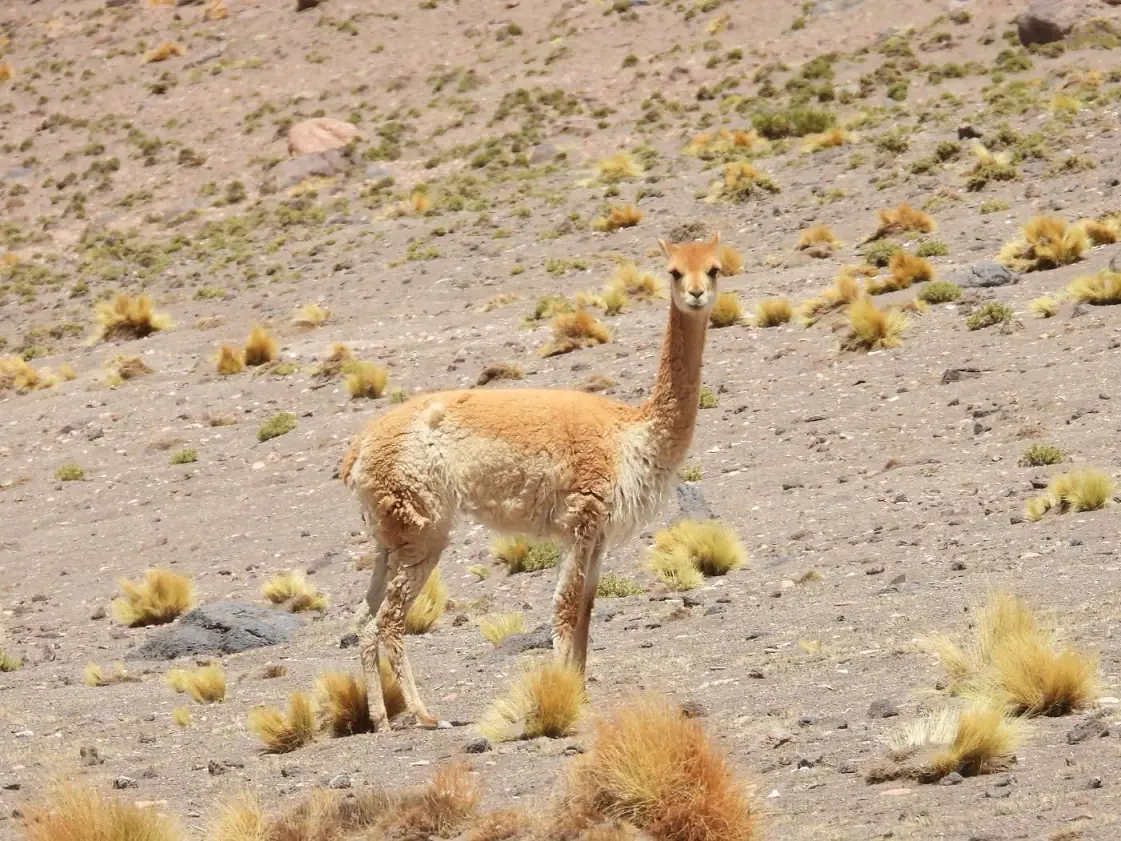 Censo 2026 registra 6.930 vicuñas en la Reserva Eduardo Avaroa. FOTO: Sernap
